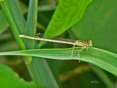 White-legged Damselfly (Platycnemis pennipes) Alan Prowse